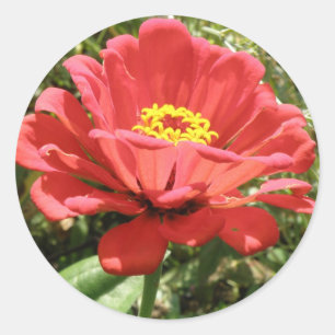Stickers Red Zinnia