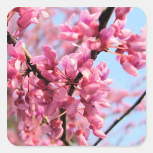 Stickers Redbud Blossoms