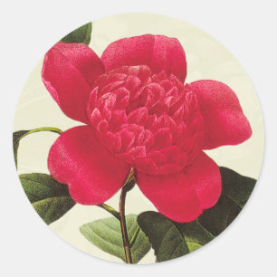 Stickers Redoute Red Camellia Botanique