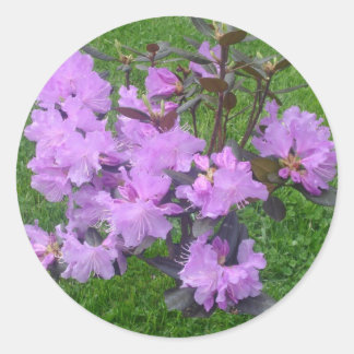 Stickers Rhododendron violet