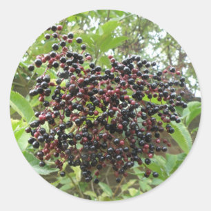 Stickers Ripening Elderberry