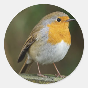 Stickers Robin