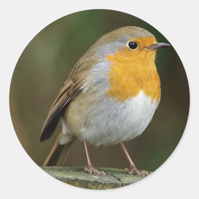 Stickers Robin (Devant)