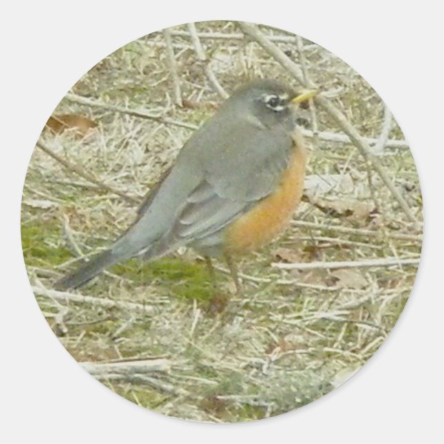 Stickers Robin (Devant)