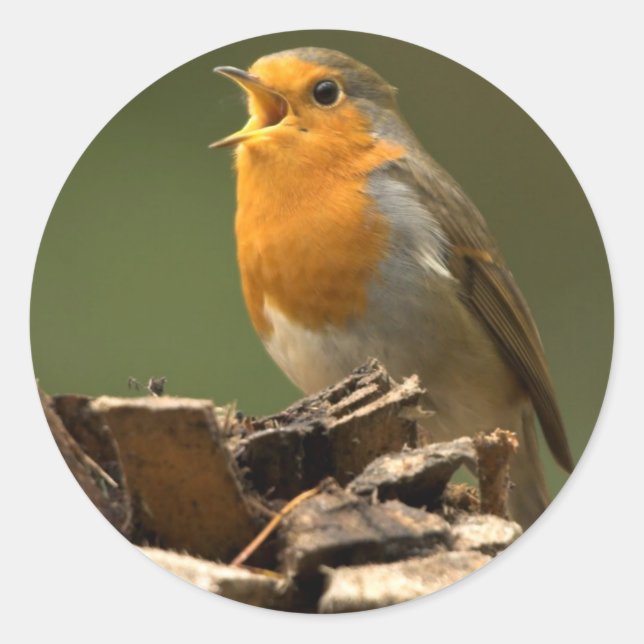 Stickers Robin Singing (Devant)