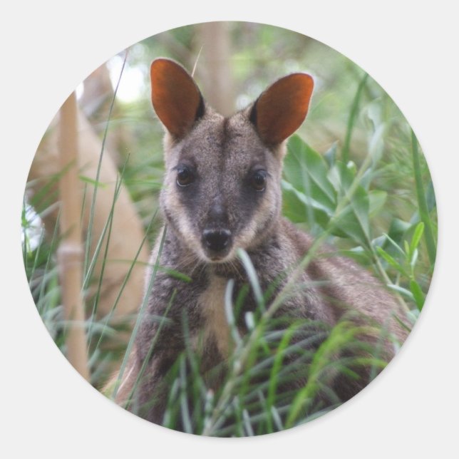Stickers Rock Wallaby (Devant)