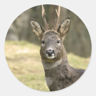 Stickers Roe Deer Buck
