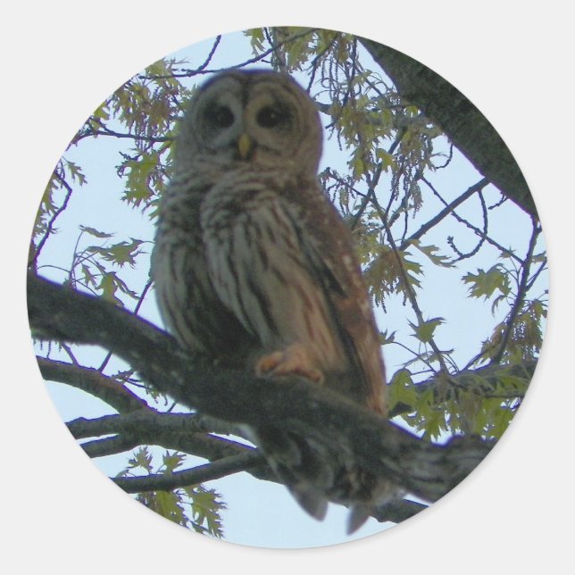 Stickers ronds Chouette Barrée (Chouette à Hoot) (Devant)