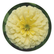 Stickers ronds de fleurs jaunes de Zinnia