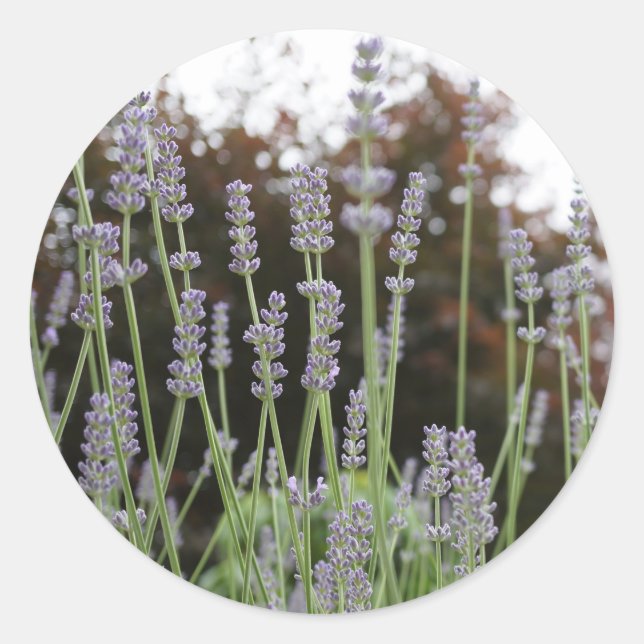 Stickers ronds Lavender Flower (Devant)