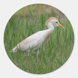 Stickers ronds Oiseaux de bovins