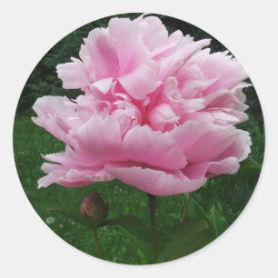 Stickers ronds Peony rose