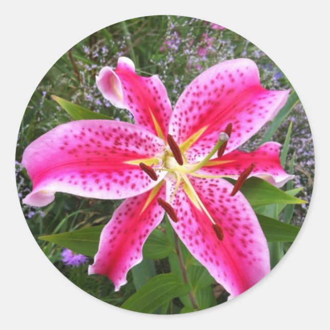 Stickers ronds - Stargazer Lily (Devant)