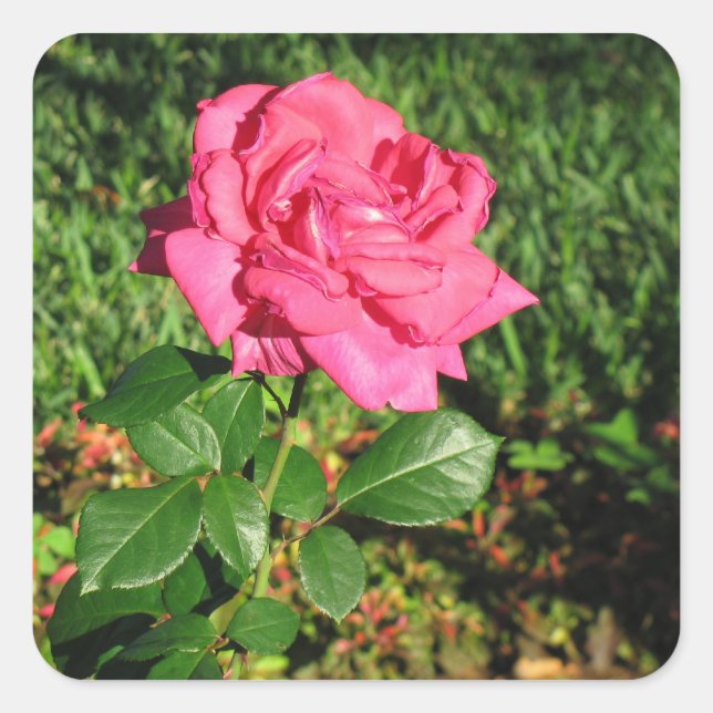 stickers Rose (Devant)
