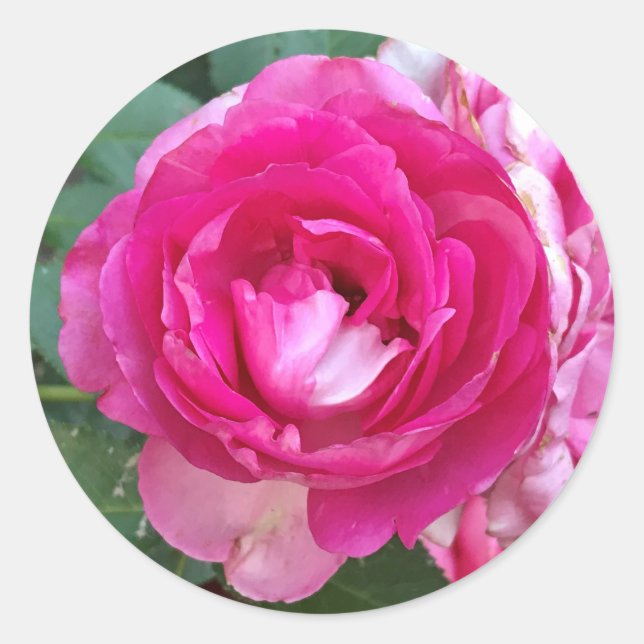 Stickers Rose (Devant)