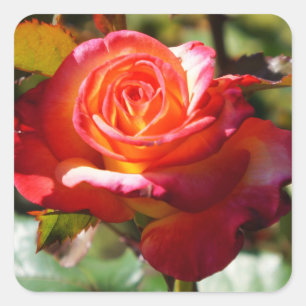 Stickers Rose #2 Dream Come True
