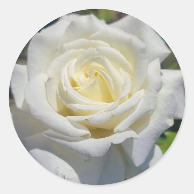 Stickers Rose blanche (Devant)