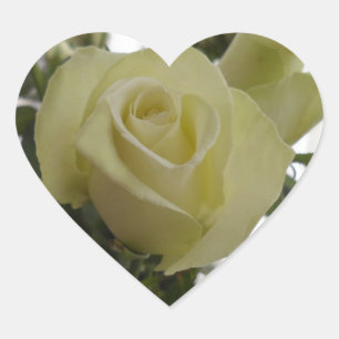 stickers rose blanche