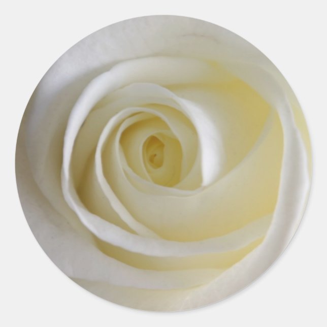 Stickers Rose blanche crémeuse (Devant)