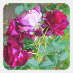 Stickers Rose bleu sauvage no 1