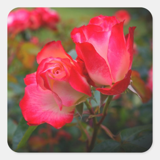 Stickers Rose Cherry Parfait #4 (Devant)