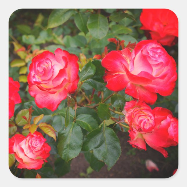 Stickers Rose Cherry Parfait #5-1 (Devant)