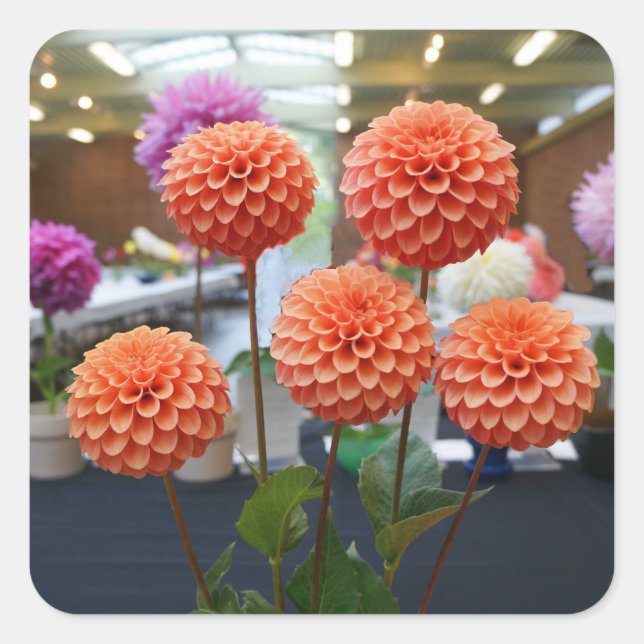 Stickers Rose Dahlia Toscane #1-1 (Devant)