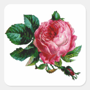 Stickers Rose de chou