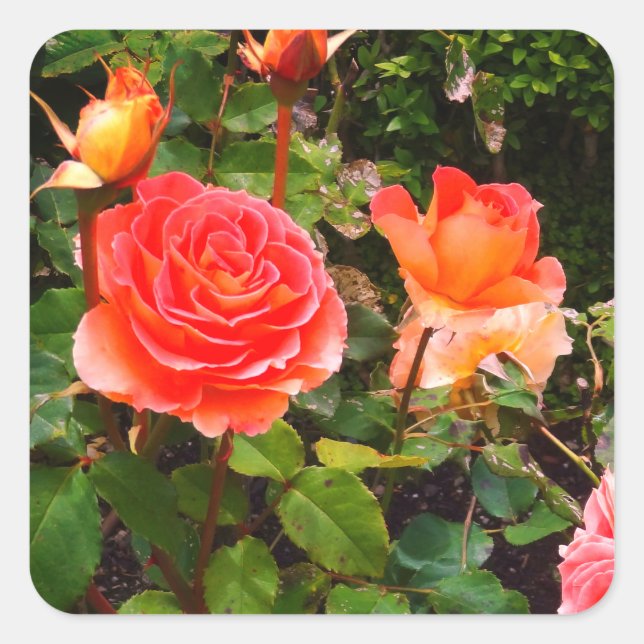 Stickers Rose en laiton #1-1 (Devant)