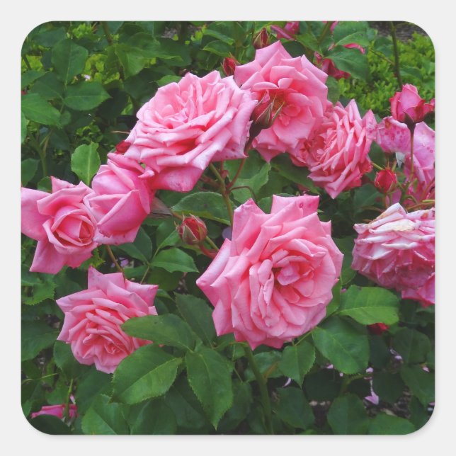 Stickers Rose Gene Boerner #2 (Devant)
