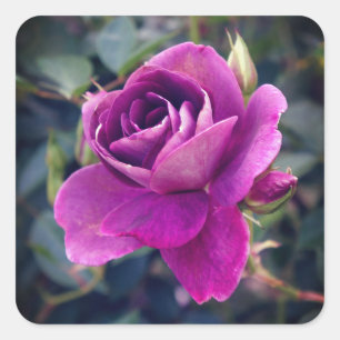 Stickers Rose Iceberg Bourgogne #2-2