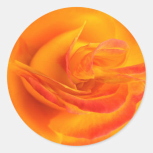 Stickers Rose orange