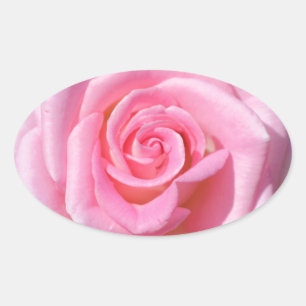 Stickers rose rose ovale