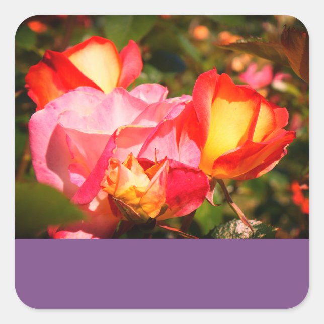 Stickers Rose Sorbet Arc-en-ciel #2 (Devant)
