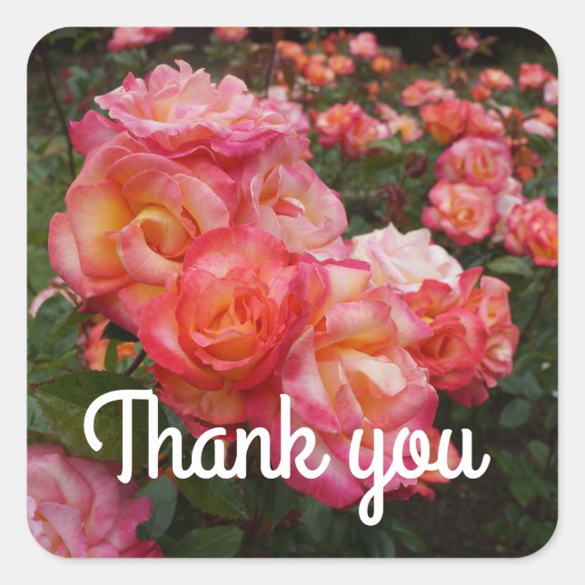 Stickers Rose Sorbet Merci Rainbow #4 (Devant)