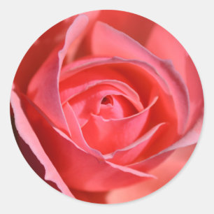 Stickers rose vif