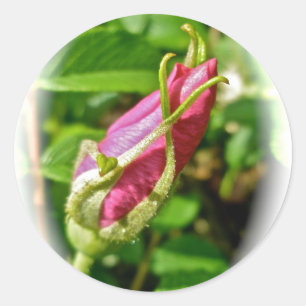 Stickers Rosebud