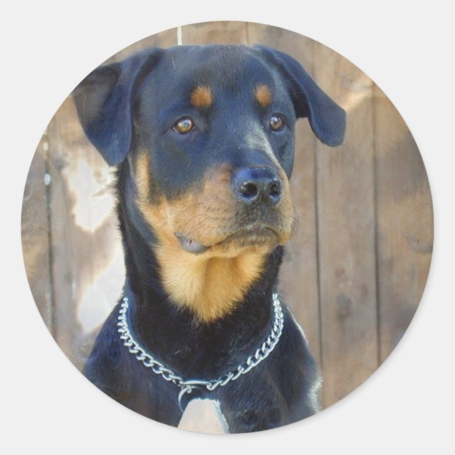 Stickers Rottweiler (Devant)