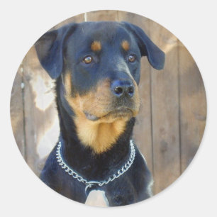 Stickers Rottweiler