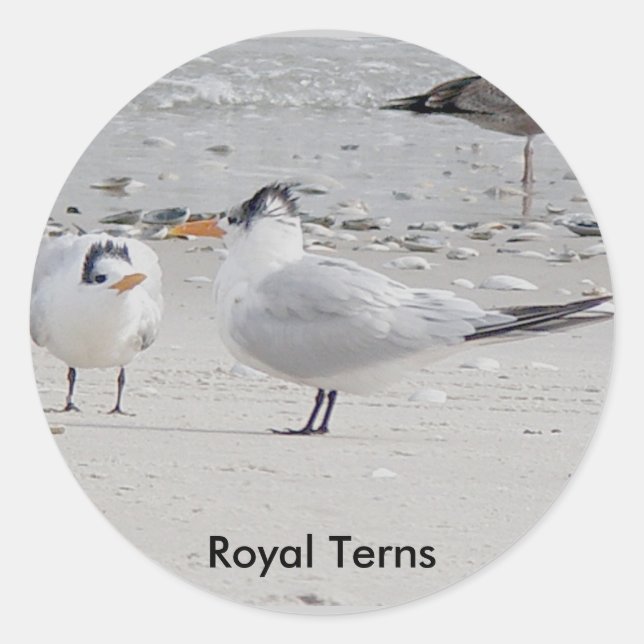 Stickers Royal Tern Baby Begy (Devant)