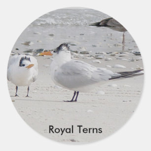 Stickers Royal Tern Baby Begy