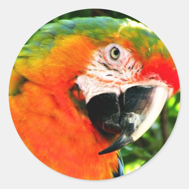 Stickers Scarlet Macaw (Devant)