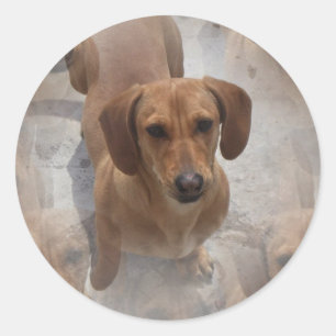 Stickers Secourt Dachshund