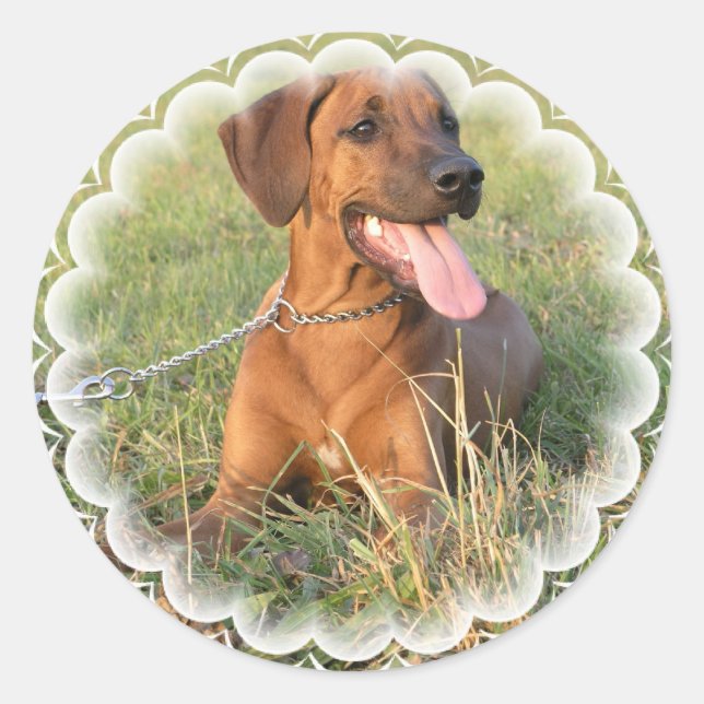 Stickers Secourt Rhodesian Ridgeback (Devant)