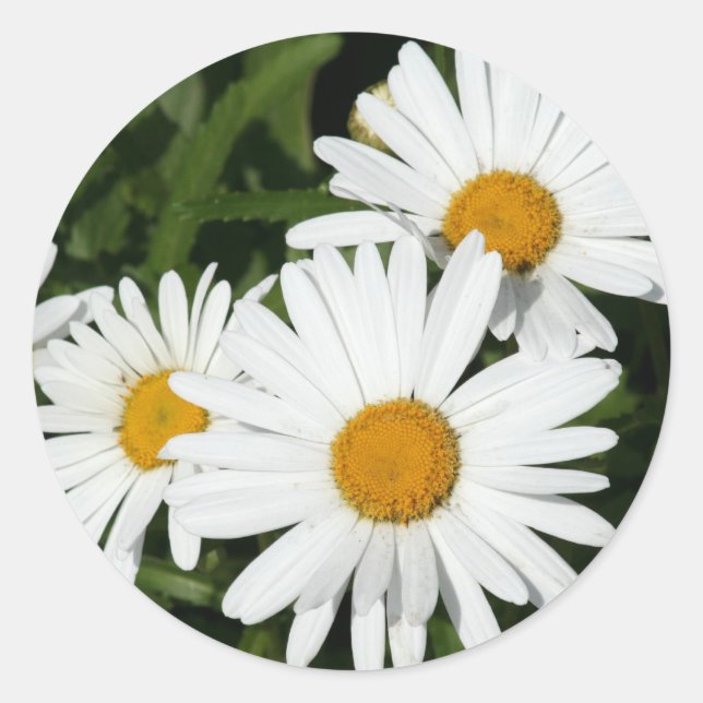 stickers Shasta Daisy (Devant)