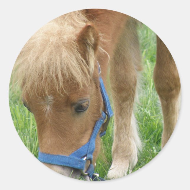 Stickers Shetland Pony (Devant)