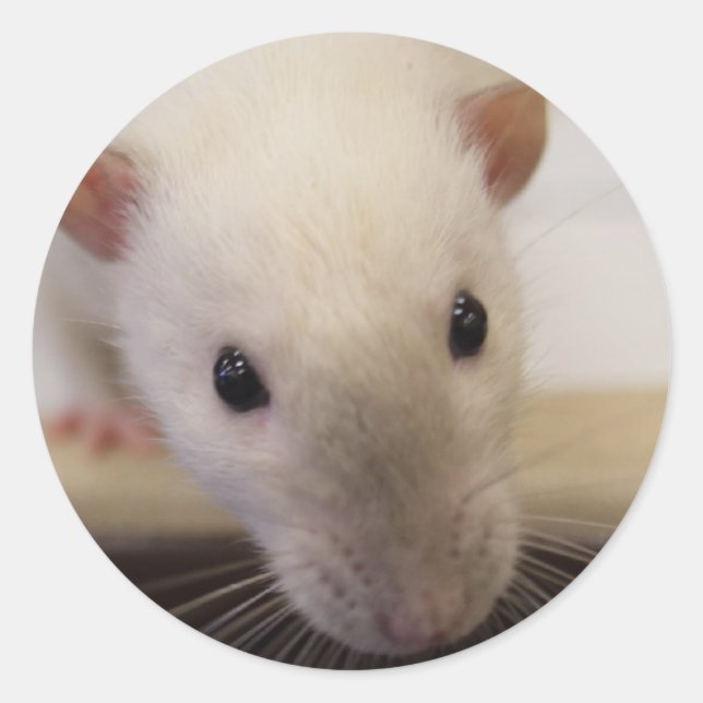 Stickers Siamese Rat de fantaisie (Devant)