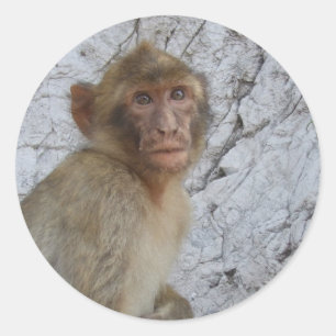 stickers singe de Gibraltar