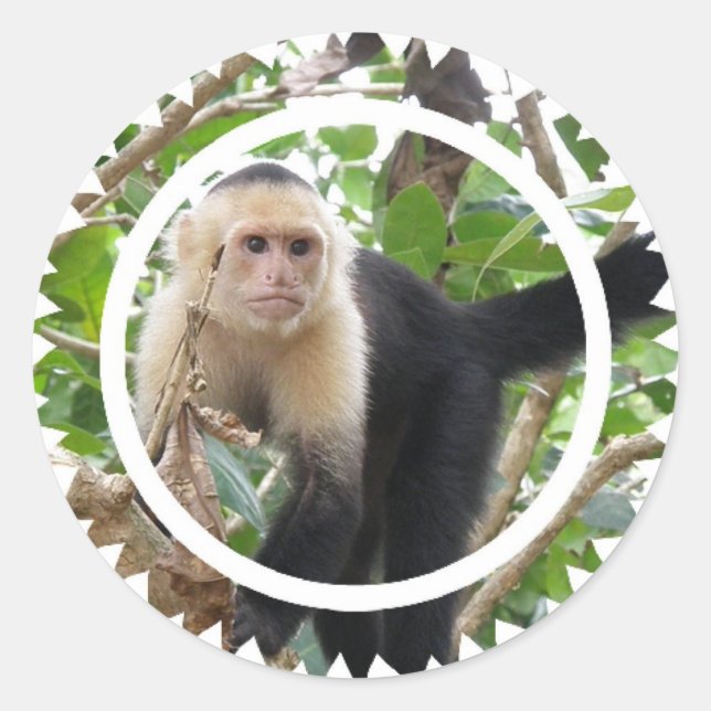 Stickers Singes Capucins Face Blanc (Devant)