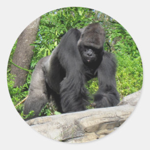 Stickers Sivlerback Gorilla